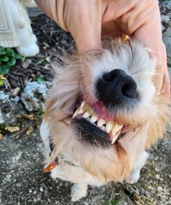 PetLab Co. ProBright Dental Powder for Dogs - Tailored Teeth Cleaning Made Easy – Formula Tailored for Small-Sized Dogs Small Dogs 22 81TrzfPIviL