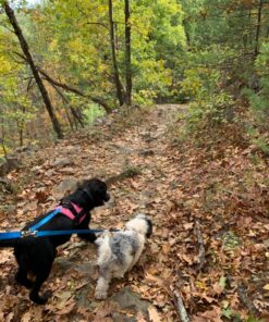 Wellbro 3 in 1 Durable Nylon Dog Leash with Padded Handle, Three- Way Pet Leash with a Coupler, Adjustable and Detachable, Lead for Small, Medium Dogs (Blue) Blue 17 81Ts2GAVn1L