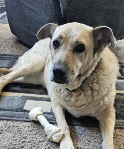 Grand Valley Pet Products 8-9" Natural Flavor Dog Rawhide Chewsomes Knotted Bones (5 Pack) - Rawhide Bones for Large Dogs - 100% USA-Sourced Rawhide - Single Ingredient - Dental Dog Chew Rawhides Natural - 5 Pieces 36 81TsGSGfYBL