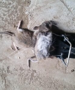 Snap-E 12-001-00-1 6 Pack Mouse Trap, Black 24 81TsYWdJcbL