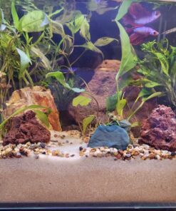 MarineLand Contour Glass Aquarium Kit with Rail Light 3-gallon 36 81TxVW04iuL