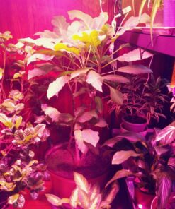 50,000 Live Neoseiulus Amblyseius Cucumeris - Guaranteed Live Delivery! 11 81TyJk18uQL