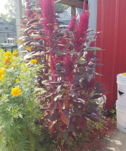 25,000+ Microgreens Seeds- Red Amaranth 24 81Tz7AFp56L
