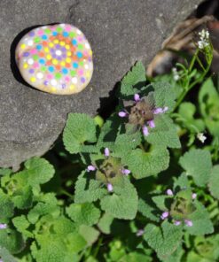 Creativity For Kids Hide and Seek Rock Painting Kit - Arts and Crafts for Kids Ages 6-8+, Gifts for Kids, Craft Kit with 10 Rocks and Waterproof Paint, Small Original 37 81U MiGiQdL