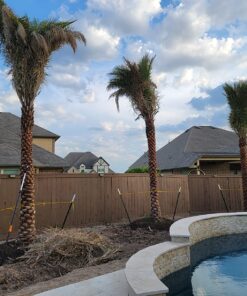 Fiskars 7.9'-12' Extendable Tree Pruning Stik Pruner - Rotating Sharp Precision-Ground Steel Blade for Cutting up to 1.25" Diameter Pruning Stick Extenable 7.9'-12' 47 81U0VmdmDaL