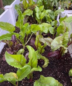 Seed Needs, 1,500+ Rainbow Beet Seed Mixture - 8 Variety Heirloom Mix (Beta vulgaris) Bulk Non-GMO 47 81U15NIDZ3L