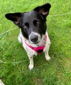 VETRISCIENCE Laboratories Vetri Mega Probiotic and Prebiotic for Dogs and Cats, 120 Capsules - Digestive Relief - Easy to Give Capsules - GI Support 32 81U1WcXnkL