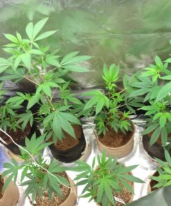 Canna CA1260+CA1270 Coco A & B, 1 L, Set of 2 Plant Growth, White/Brown 25 81U4bexGbGL