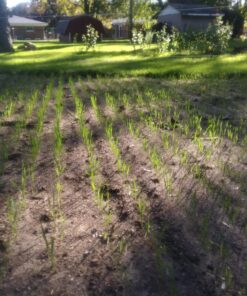 Hard Red Winter Wheat Berries | 5 LBS | Family Farmed in Washington State | Non-GMO Project Verified | 100% Non-Irradiated | Certified Kosher Parve | Field Traced | Burlap Bag 5 Pound (Pack of 1) 42 81U5JHjmYFL