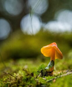 Tamron SP 70-200MM F/2.8 DI VC USD Telephoto Zoom Lens for Nikon (FX) Cameras Nikon FX Cameras 46 81U5RGJg6gL