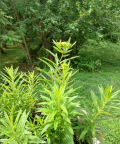 Sow Right Seeds - Milkweed Variety Seed Collection - Includes Butterfly, Common, and Showy Milkweed - Attract Monarchs and Other Butterflies to Your Garden - Non-GMO Heirloom Seeds 24 81U8dqydpmL