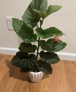 Espoma Organic 8 Ounce Concentrated Indoor! Plant Food - Indoor Plant Fertilizer for Large & Small Plants Like Pothos, Fiddle Leaf Fig, Monstera, Snake & Palms 48 81UB1pRSrWL