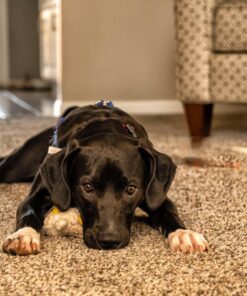 Nikon Z7 Full-Frame Mirrorless Interchangeable Lens Camera with 45.7MP Resolution, Body, Black, 1591 Body Only Base 39 81UBeyXTk1L