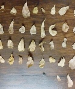 SunGrow 50 pcs Catappa Indian Almond Leaves for Betta Fish Tank Aquarium, 2” Water Conditioner Leaves, Leaf Also Suitable for Shrimp, Goldfish, Guppy and Frogs 50 Leaves 45 81UCEiQzptL