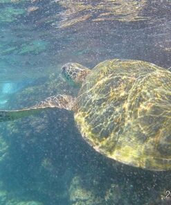 AKASO EK7000 4K30FPS Action Camera Ultra HD Underwater Camera 170 Degree Wide Angle 98FT Waterproof Camera Blue 32 81UFUfaVauL