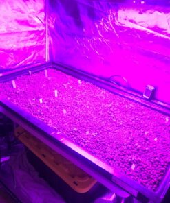 KingLED Newest 3000w LED Grow Lights with LM301B LEDs 4 * 2ft Coverage Full Spectrum Grow Lights for Indoor Hydroponic Plants Veg Bloom Greenhouse Growing Lamps 50 81UJGva3FKL