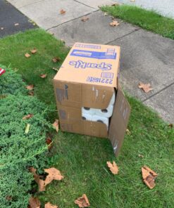 Sparkle® Paper Towels, 3 Count (Pack of 6) 3 Count (Pack of 6) White 24 81UJYiYssSL