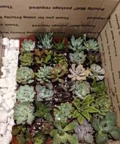 Jiimz 30 Assorted 2" Succulent Plants 23 81UJvm6rjGL