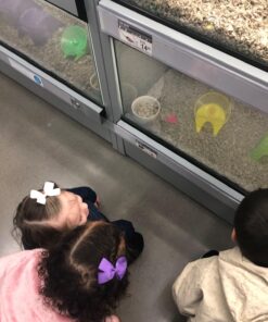 40pcs Toddler Girls Ribbon Bows for Hair (3 Inch Bow Bulk Pack) (20 pairs toddler bows) 20 Pairs 3 inch Hair Bows 40 81ULM6 ZbL