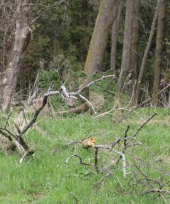 GhostBlind 4-Panel Predator Blind, Silver 40 81ULYOrkC6L