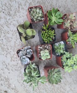 Shop Succulents | Unique Collection of Live Succulent Plants, Hand Selected Variety Pack of Mini Succulents | Collection of 12 6-Pack 63 81UM2zIH0rL
