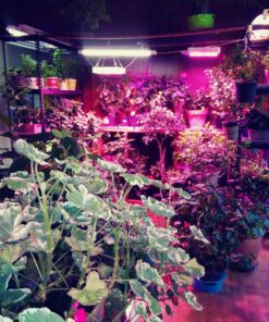 50,000 Live Neoseiulus Amblyseius Cucumeris - Guaranteed Live Delivery! 12 81UMKKuokkL