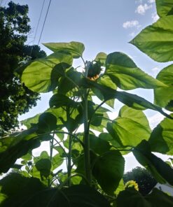 BIG PACK - (1,000+) SUNFLOWER Sunny Sun Flower CRAZY MIX flower Seeds - Non-GMO 31 81UMNYy5DJL