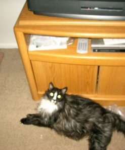 Purina Fancy Feast Grilled - (24) 3 oz. Cans Chicken 3.00 Ounce (Pack of 24) 21 81UR9ALu5SL