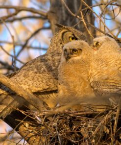 Nikon Z7 Full-Frame Mirrorless Interchangeable Lens Camera with 45.7MP Resolution, Body, Black, 1591 Body Only Base 46 81UTC9SbTL