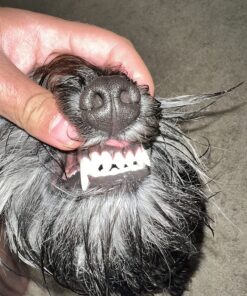 Arm & Hammer Complete Care Enzymatic Dog Toothpaste, 6.2 oz - Dog Toothpaste for Puppies and Adult Dogs, Arm and Hammer Toothpaste for Dogs - Pet Toothpaste, Dog Dental Care and Clean Dog Teeth 6.2 Ounce (Pack of 1) 43 81UTEq6jgpL