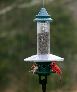 Squirrel Buster Plus Squirrel-proof Bird Feeder w/Cardinal Ring and 6 Feeding Ports, 5.1-pound Seed Capacity, Adjustable, Pole-mountable (POLE ADAPTOR SOLD SEPARATELY), Green 36 81UTOJCRHL