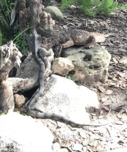 Safari Ltd. Cobra Figurine - Detailed 36" Flexible, Plastic Model Figure - Fun Educational Play Toy for Boys, Girls & Kids Ages 18 Months+ 39 81UXKv3KftL