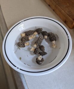 Backyard Morel Mushroom Growing Kit - MOREL HABITAT KIT ® 51 81UYP8TrSlL