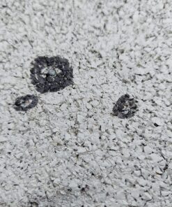 Crosman Fast Flight LF1754 Lead-Free .177-Caliber Pointed Pellets (150-Count),orange 45 81UZxvZn7IL