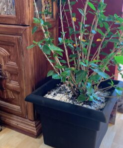 Bloem Veranda Deck Box Planter Square: 18" - Black 18" 31 81UabZ5yZbL