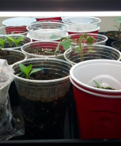 Heirloom Seeds for Planting Vegetables and Fruits - Survival Essentials 135 Variety Seed Vault - Medicinal Herb Seeds - Grow Healthy Non-GMO Food 73 81UeyPHBtcL