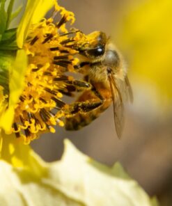 Nikon AF-S VR Micro-NIKKOR 105mm f/2.8G IF-ED Lens Lens Only 57 81UfT9mKfHL