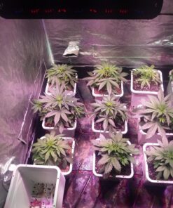 AGLEX 420W COB LED Grow Light, Full Spectrum Plant Grow Lamp with Daisy Chain Veg and Bloom Switch for Hydroponic Greenhouse Indoor Plant Veg and Flower (C2000) C2000 62 81Uh6RKVYNL