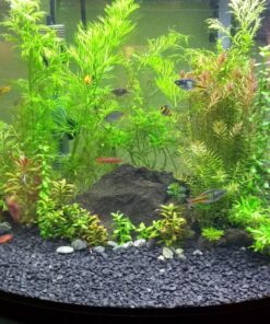 DIY CO2 Generator System Kit with Pressure Gauge Air Flow Adjustment Valve - Pressurized CO2 Kit for Aquarium Plants Tube Valve for Bottle - CO2 Regulator Aquarium for CO2 Diffuser - Grow System 42 81Ui6uh3QKL