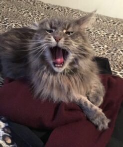 KONG - Cat ZoomGroom Purple 32 81UiUH94ioL