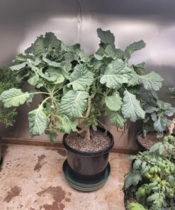 General Hydroponics FloraKleen Clearing Solution, 1-Gallon 1 gal 10 81UjUUCjbZL