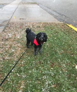 Gooby Padded Vest Dog Jacket - Red, Medium - Warm Zip Up Dog Vest Fleece Jacket with Dual D Ring Leash - Winter Water Resistant Small Dog Sweater - Dog Clothes for Small Dogs Boy and Medium Dogs Medium chest (18.25") 1 38 81UlE1GKc0L