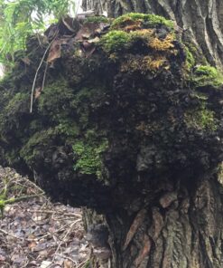 Growing Gourmet and Medicinal Mushrooms Paperback 20 81UnjJ44F4L