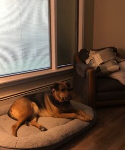 iRobot Roomba 694 Robot Vacuum-Wi-Fi Connectivity, Personalized Cleaning Recommendations, Works with Alexa, Good for Pet Hair, Carpets, Hard Floors, Self-Charging, Roomba 694 53 81Uq5UQDZgL