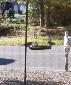 Hanging Bird Feeder Tray with Strong Double-Loop Hanging Chains Steel Hanging Platform Bird Feeder Dish 9.25 Inch (Dia) with 19 Inch Chains, Gifts for Mom, for Women 1 Pack Round 33 81UvG5ZWTpL