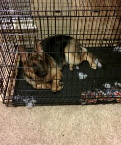 KONG Cozie Marvin Moose, Indoor Cuddle Squeaky Plush Dog Toy for Medium Dogs, Brown, 1 35 81UwkiSPFmL