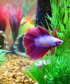 Tetra BettaSafe, aquarium Water Conditioner For Bettas, 1.69-Ounce, 50-Ml, Golds & Yellows, Model:16837 33 81UyDEQkgXL