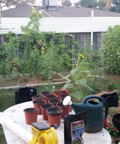 Safer Brand 5163 Caterpillar Killer II Concentrate, 16 Oz For Insects 1 Pack 23 81V3o1sXHNL