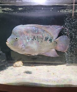 Seachem Prime Fresh and Saltwater Conditioner - Chemical Remover and Detoxifier 500 ml 32 81V43sRaSRL