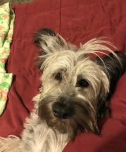 Nutramax Dasuquin with MSM Joint Health Supplement for Small to Medium Dogs - With Glucosamine, MSM, Chondroitin, ASU, Boswellia Serrata Extract, and Green Tea Extract, 150 Chewable Tablets 150 Count (Pack of 1) 38 81V4hibnfJL